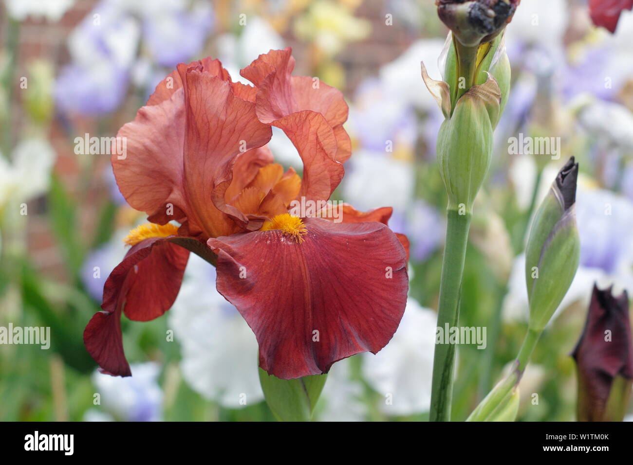 Iris ‘Red Pike'’ Tall bearded iris in flower in May. Bred by Bryan Dodsworth Stock Photo