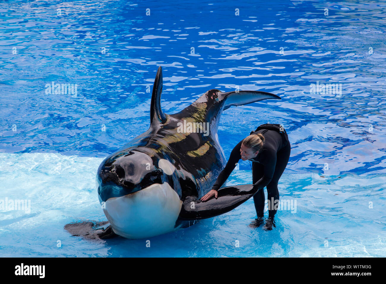 Marine animal trainer with Orca killer whale during show at Shamu Stadium of Sea World Orlando theme park, Orlando, Florida, USA Stock Photo