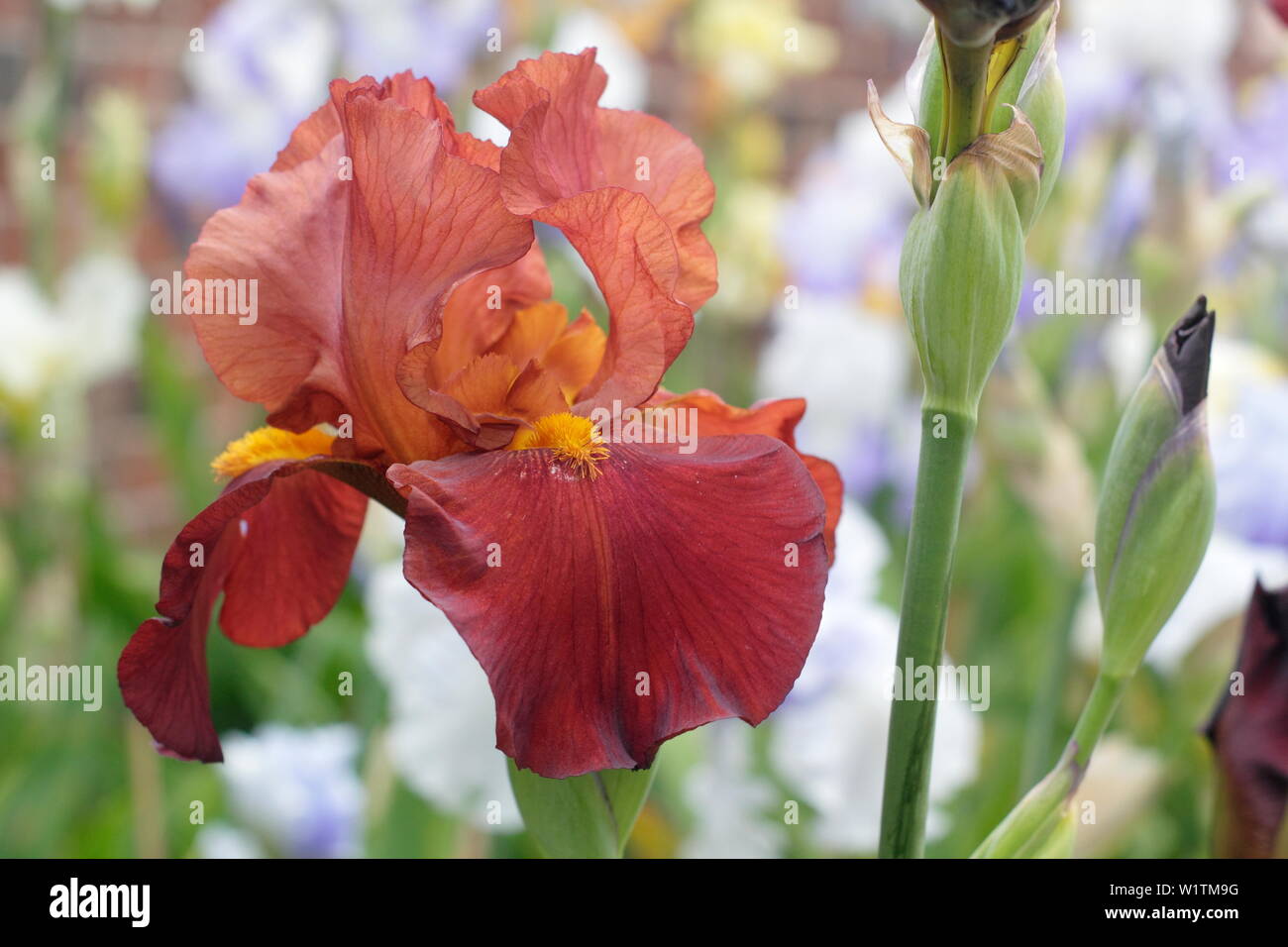 Iris ‘Red Pike'’ Tall bearded iris in flower in May. Bred by Bryan Dodsworth Stock Photo
