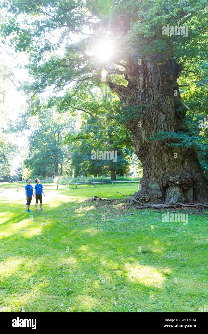 jogger take a rest at the famous thousand years old oaks in Ivenack, oaks of Ivenack, Mecklenburg lakes, Mecklenburg lake district, Ivenack, Mecklenbu Stock Photo