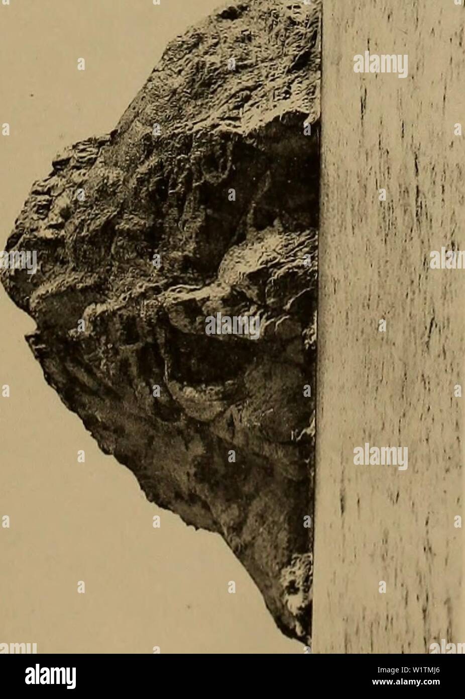 Archive image from page 494 of Denkschriften - Österreichische Akademie der Stock Photo