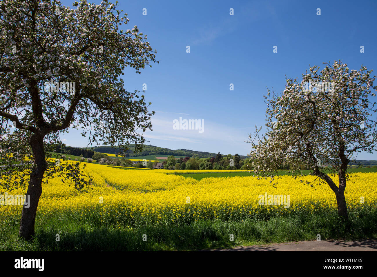 Blossoming apple trees in front of a yellow blooming canola field, Zueschen, Fritzlar, Hesse, Germany, Europe Stock Photo