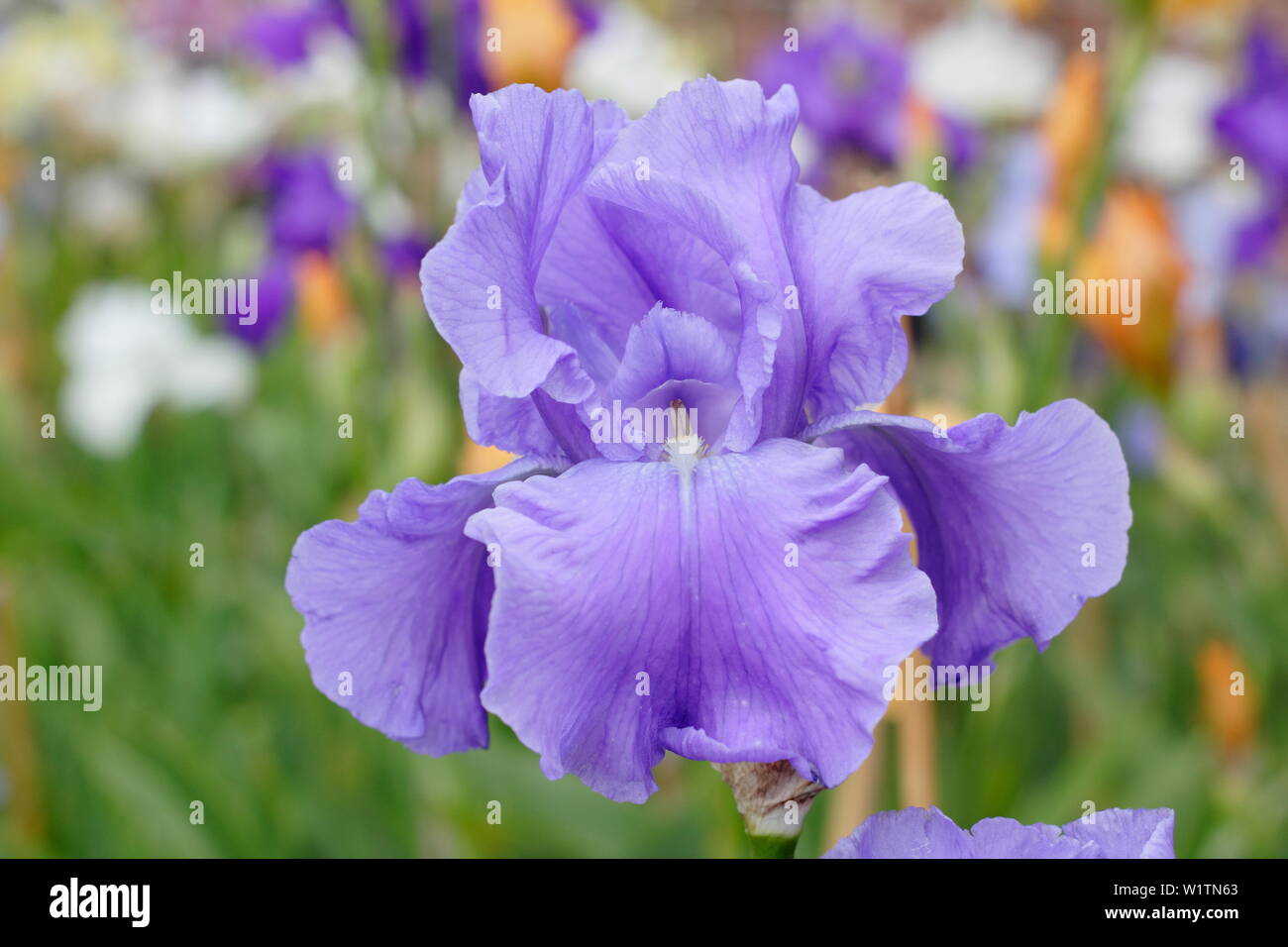 Bearded iris border hi-res stock photography and images - Alamy