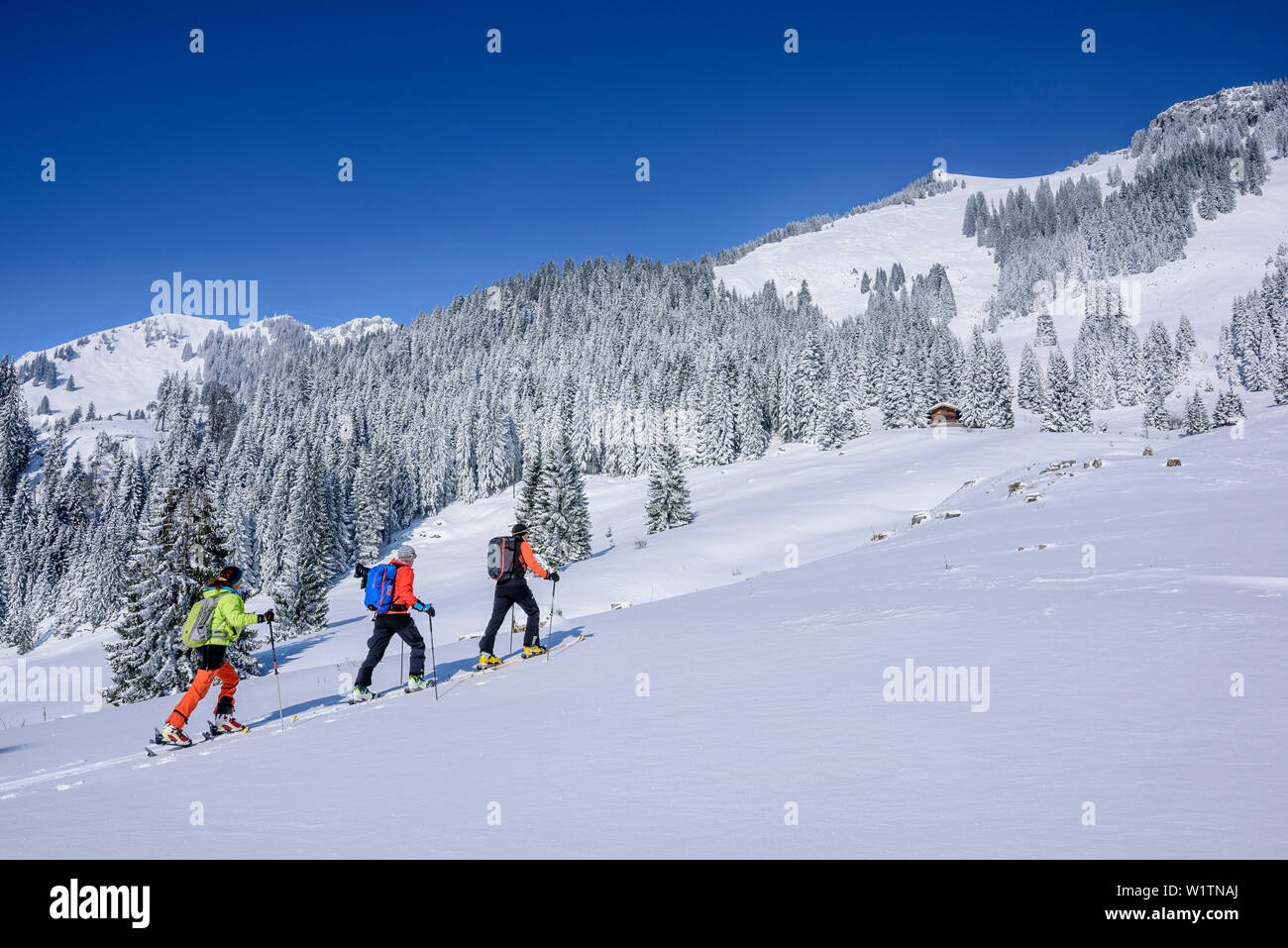 Three persons backcountry skiing ascending towards Wildalpjoch, Wildalpjoch, Bavarian Alps, Upper Bavaria, Bavaria, Germany Stock Photo