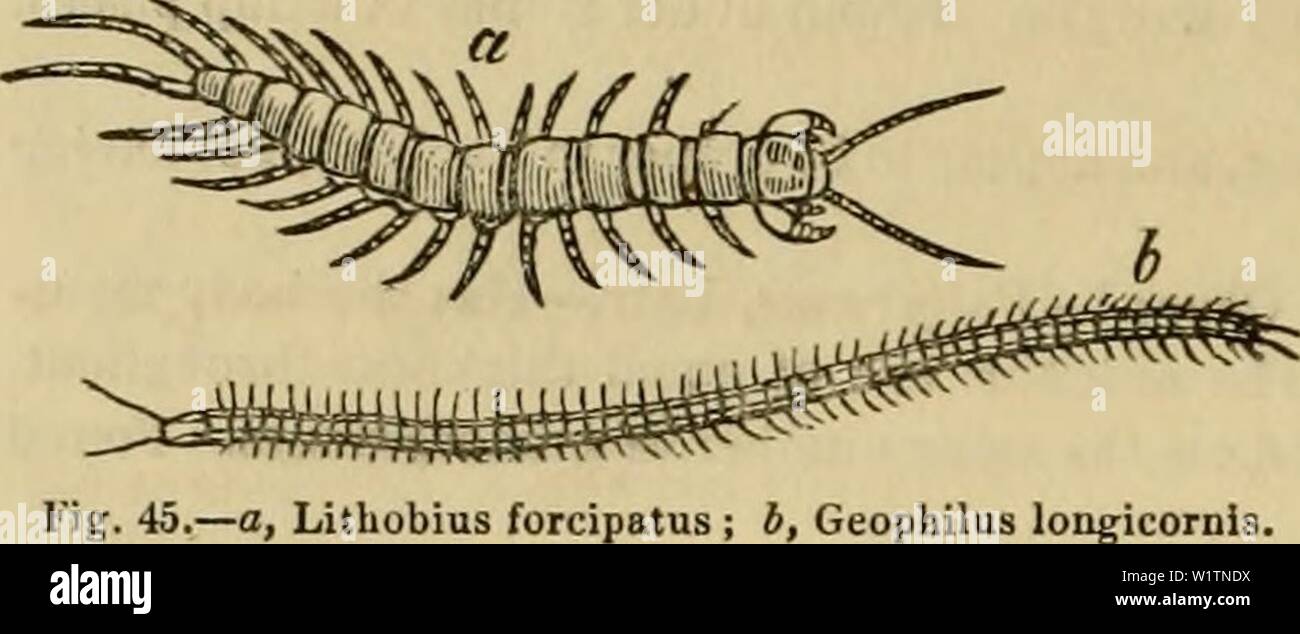 Archive image from page 497 of Cuvier's animal kingdom  arranged. Cuvier's animal kingdom : arranged according to its organization  cuviersanimalkin00cuvi Year: 1840 486 INSECTA.    Fig. 45.âa, Lithobius forcipatus ; b, Gi longicornis y have only fifteen pairs of feet; and their body, when seen from above, exhibits fewer segments than when seen fi-om beneath. Scutigera, Lamarck {Cermatia, Illiger), forming a genus very distinct from the rest of this family, has the body covered by eight shield-Uke plates, beneath each of which M. de Serres has observed two pneumatic sacs, or vesi- cular trache Stock Photo