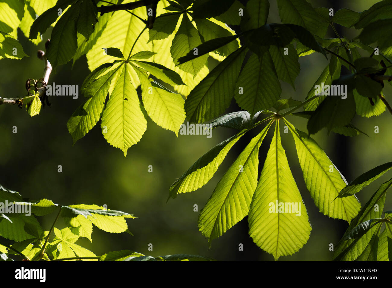 Blätter der Rosskastanie, Knospen, Aesculus hippocastanum, Oberbayern, Alpen, Deutschland Stock Photo