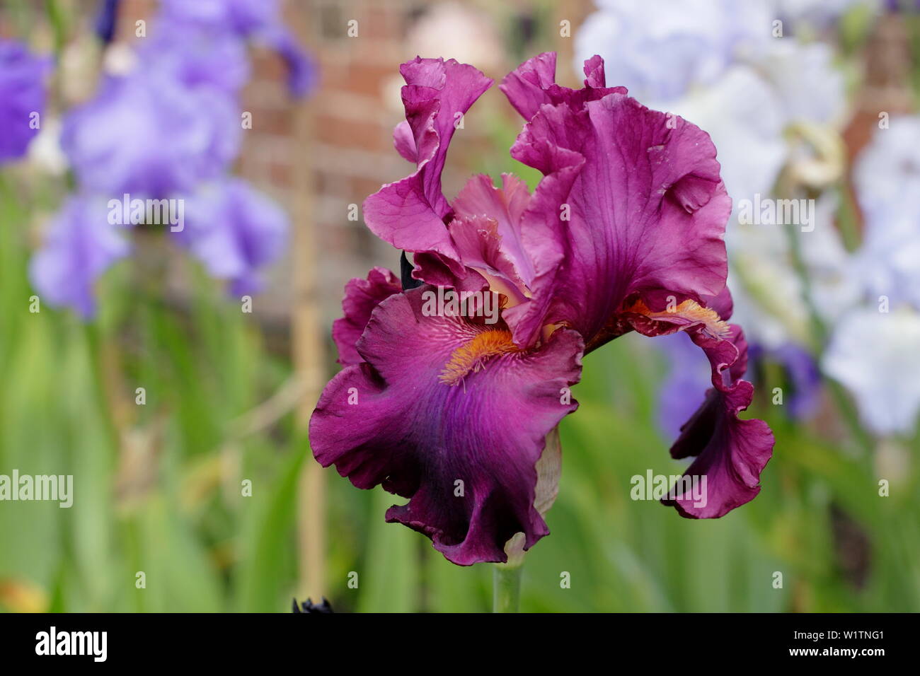 Iris border hi-res stock photography and images - Alamy