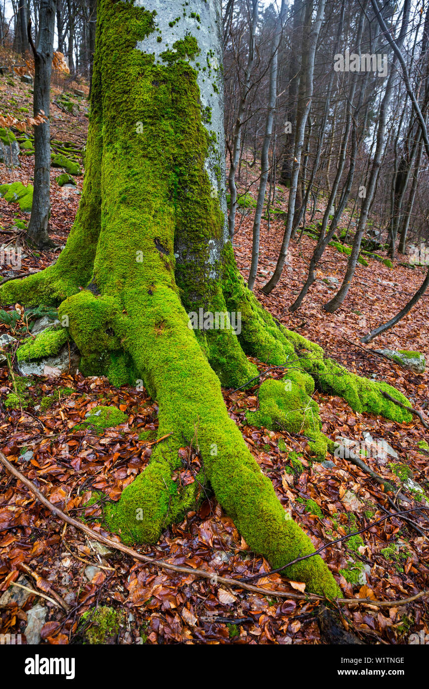treetrunk covered with moss, Germany, Europe Stock Photo - Alamy