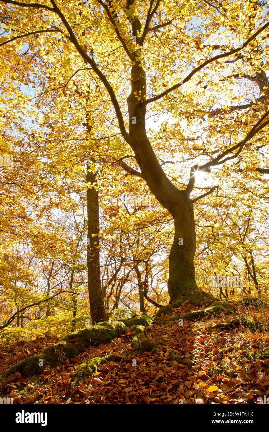 Trees In Germany Beech tree (Fagus sylvatica) with autumn foliage in the beech forest of ...