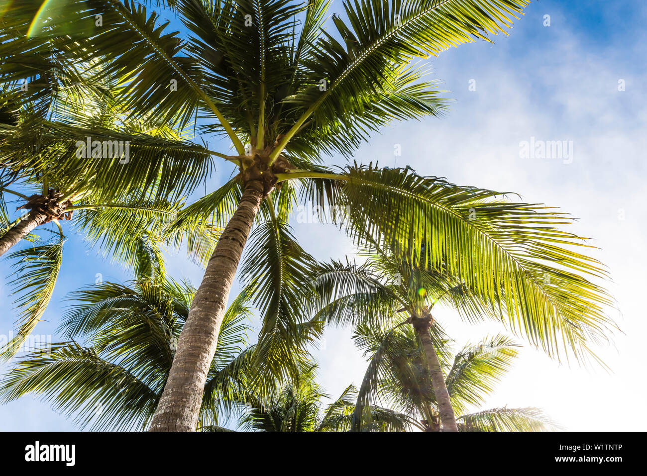 Typical palmtrees in the sunshine state, Fort Myers Beach, Florida, USA Stock Photo