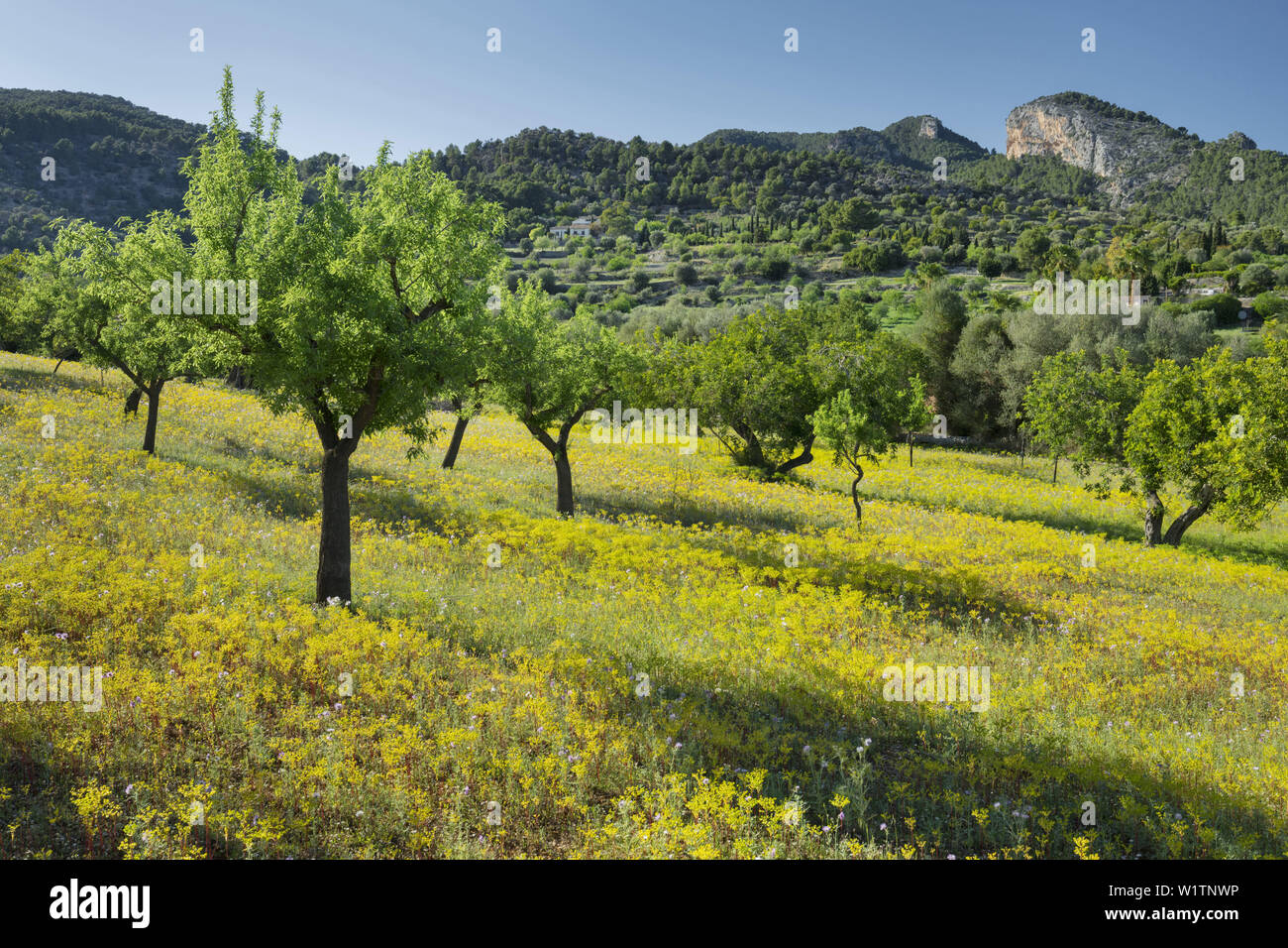 Almond trees, Alaro, Mallorca, Balearics, Spain Stock Photo