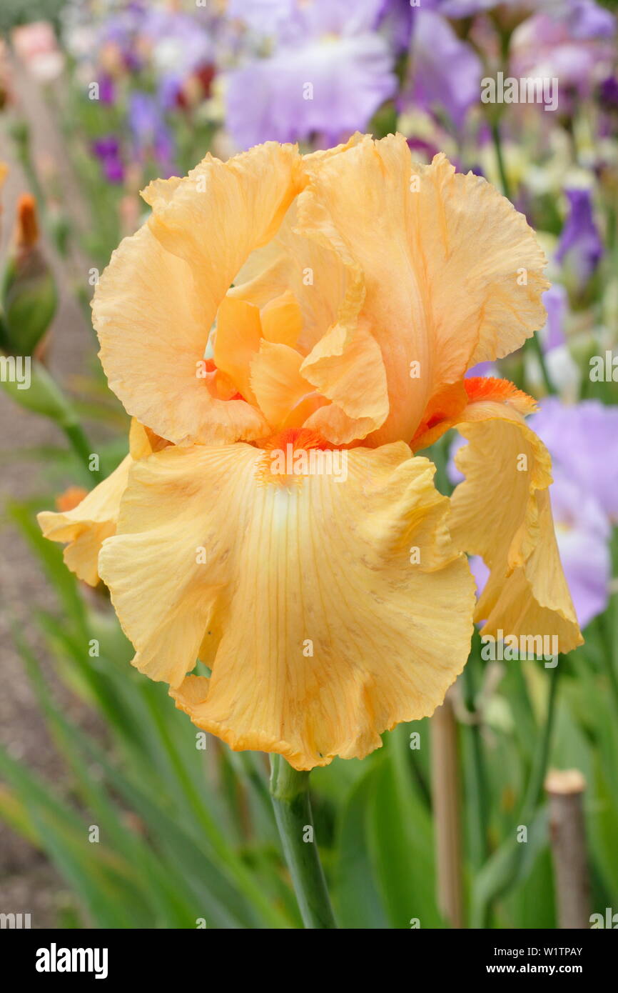 Iris ‘William of Orange’ Tall bearded iris in flower in May. Breeder, Bryan Dodsworth Stock Photo