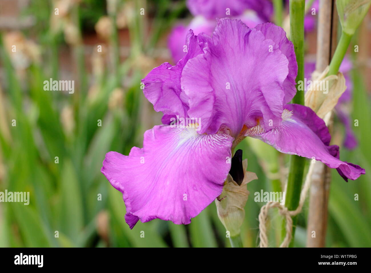 Iris ‘Whernside’ Tall bearded iris in flower in May by breeder, Bryan Dodsworth Stock Photo