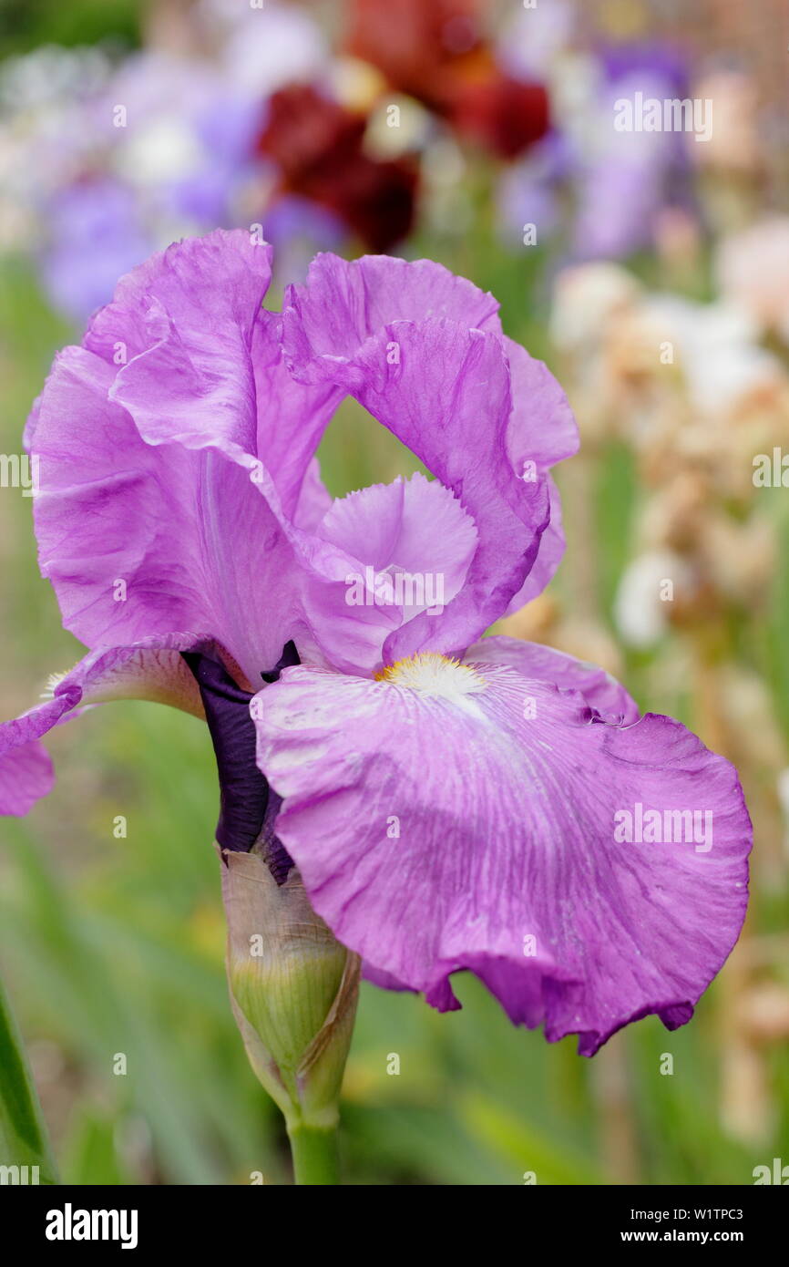 Iris ‘Whernside’ Tall bearded iris in flower in May by breeder, Bryan Dodsworth Stock Photo