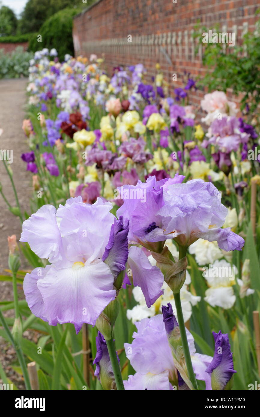 White Lavender Bearded Iris Ice Pinnacle - The English Iris Company