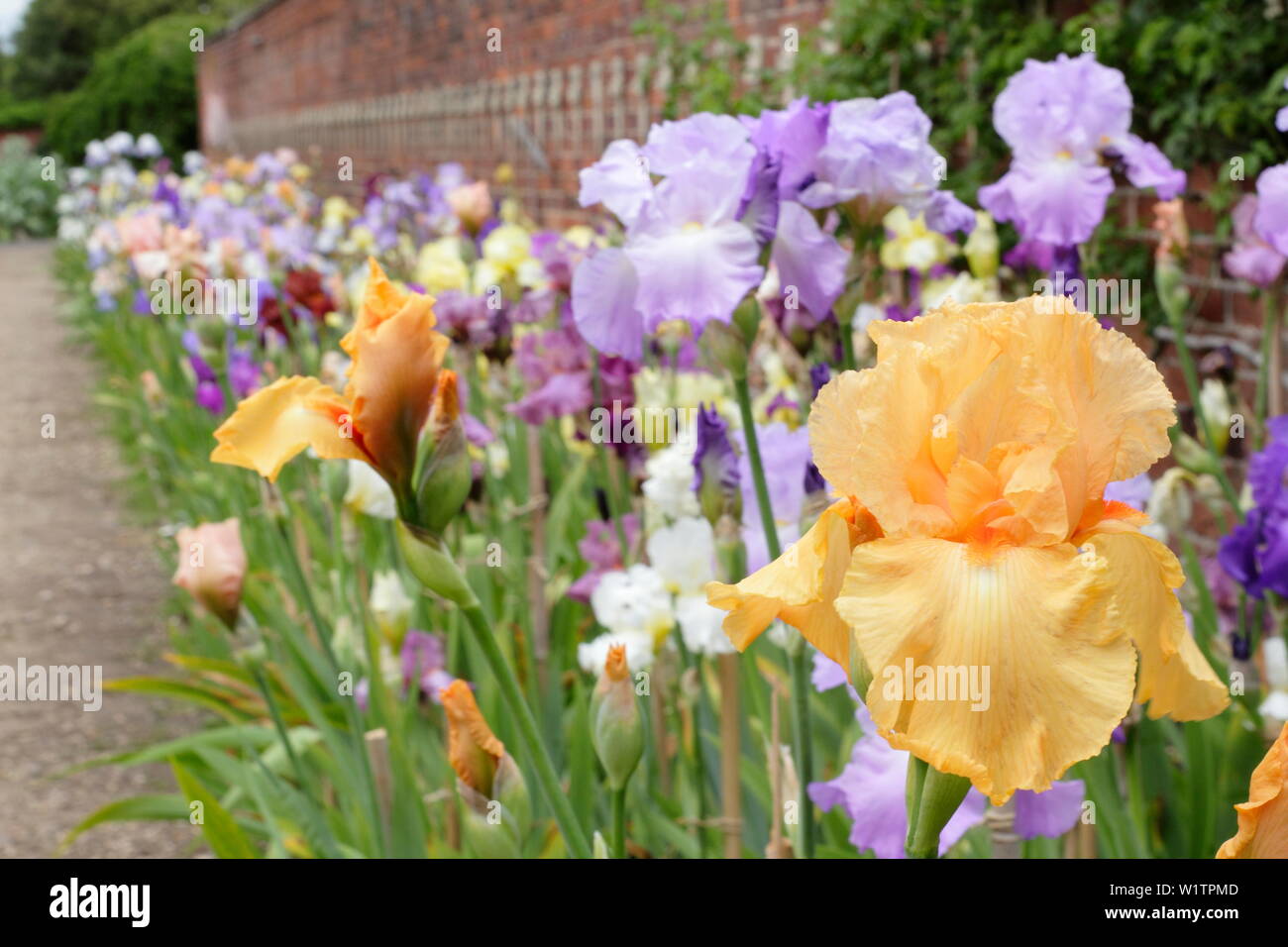 Tall bearded iris in May. Tall bearded iris collection by breeder, Bryan Dodsworth on display at Doddington Hall, Lincolnshire, UK. Stock Photo