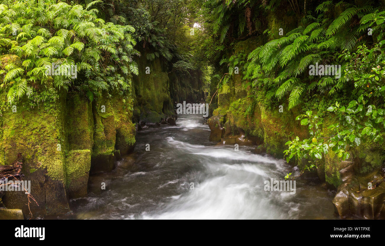 Te Whaiti nui a toi Canyon, Whirinaki Forest Park, Bay of Plenty, North Island, New Zealand, Oceania Stock Photo