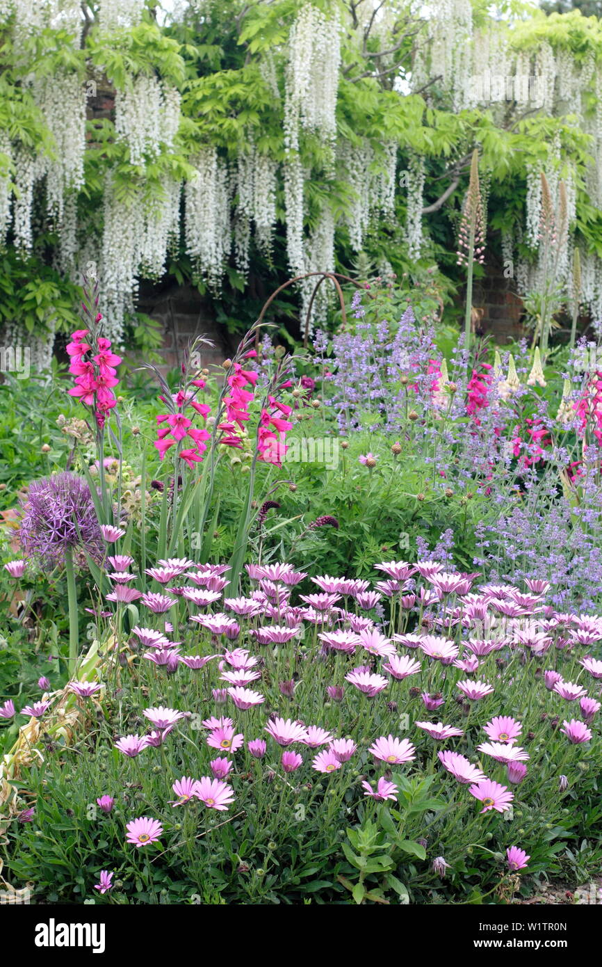 White Japanese wisteria, lunaria annua, peonies and alliums iin the Walled West Garden border in May, Doddington Hall and Gardens, Lincolnshire, UK. Stock Photo