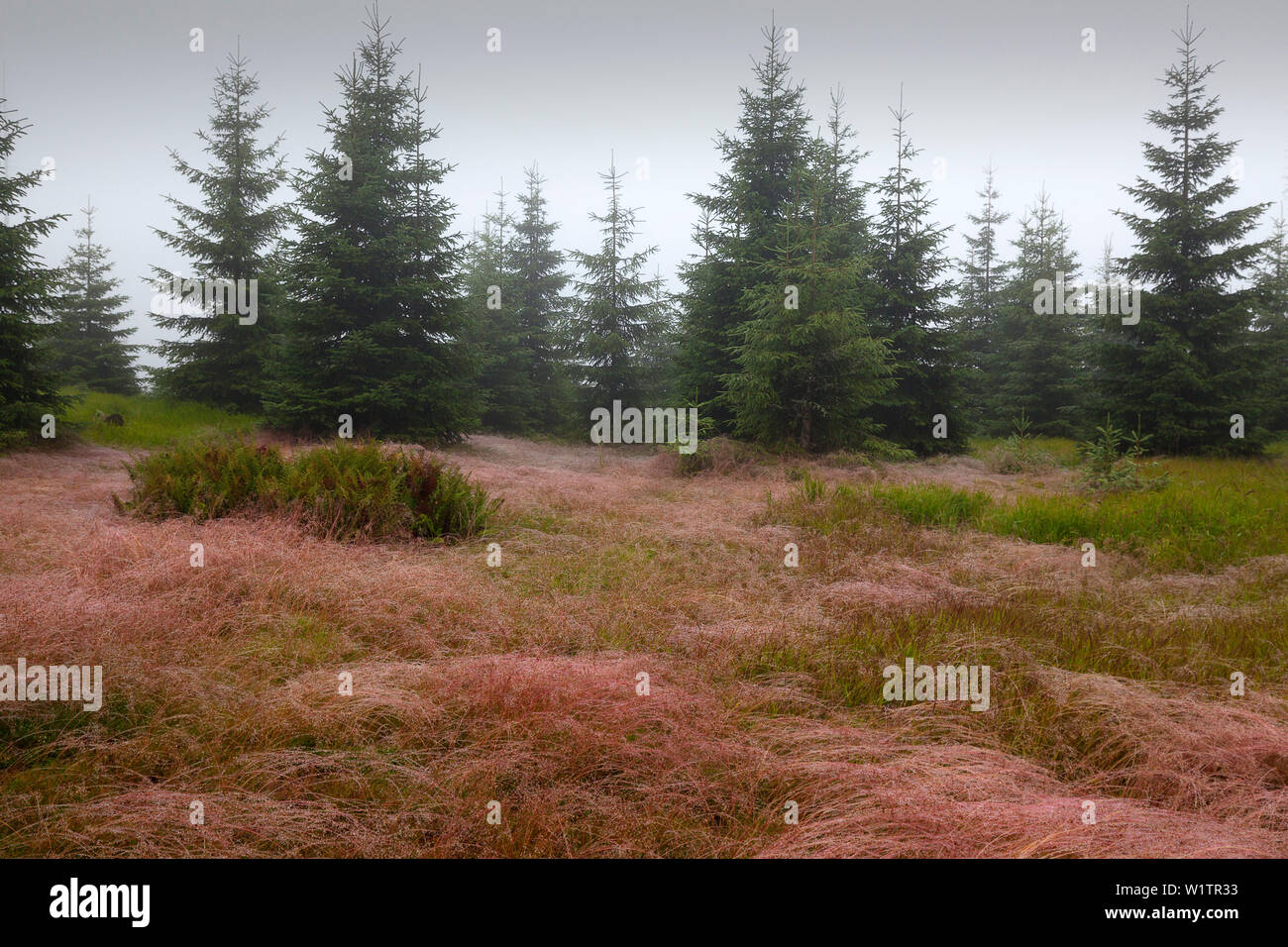 Common bent (agrostis capillaris) on the meadows of Ruckowitzschachten, forest in mist at the hiking path to Großer Falkenstein, Bavarian Forest, Bava Stock Photo