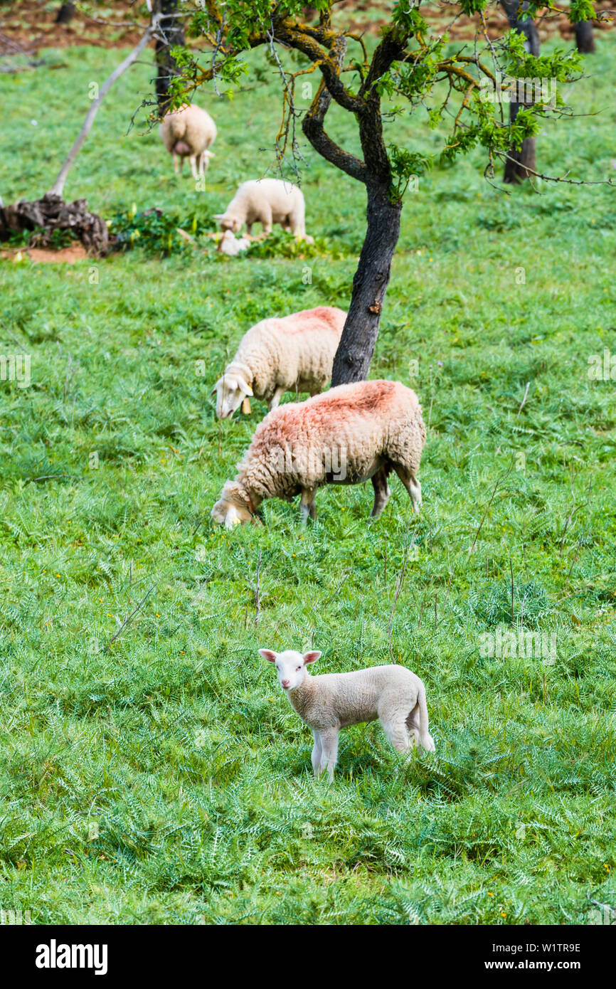 Sheep on pasture, Alaro, Mallorca, Spain Stock Photo