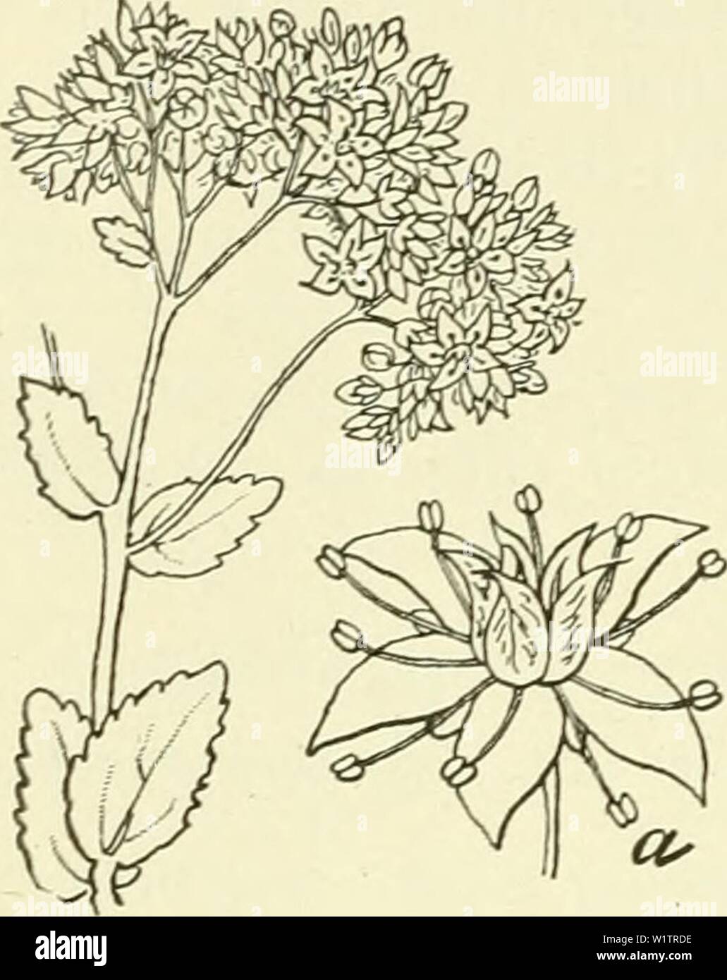 Archive image from page 503 of De flora van Nederland (1909-11). De flora van Nederland  defloravannederl02heuk Year: 1909-11. 472 CRASSULACEAE. FAMILIE 69.    Sedum purpureum Fig. 572. a bloem. S. purpureum O Lk. (S. Teléphium-) L., S. purpurascens-) Koch.). H e- m e 1 s 1 e u t e 1 (fig. 572). Deze onbehaarde, krachtige plant, heeft knolvormig verdikte wortels, waaruit vele, meest onvertakte, rechtopstaande, vaak rood aangeloopen sten- gels voortkomen. De bladen zijn vleezig, vlak, langwerpig tot lancetvormig, de onderste zijn kortgesteeld, meest tegenoverstaand of in kran- sen van 3, stomp, Stock Photo