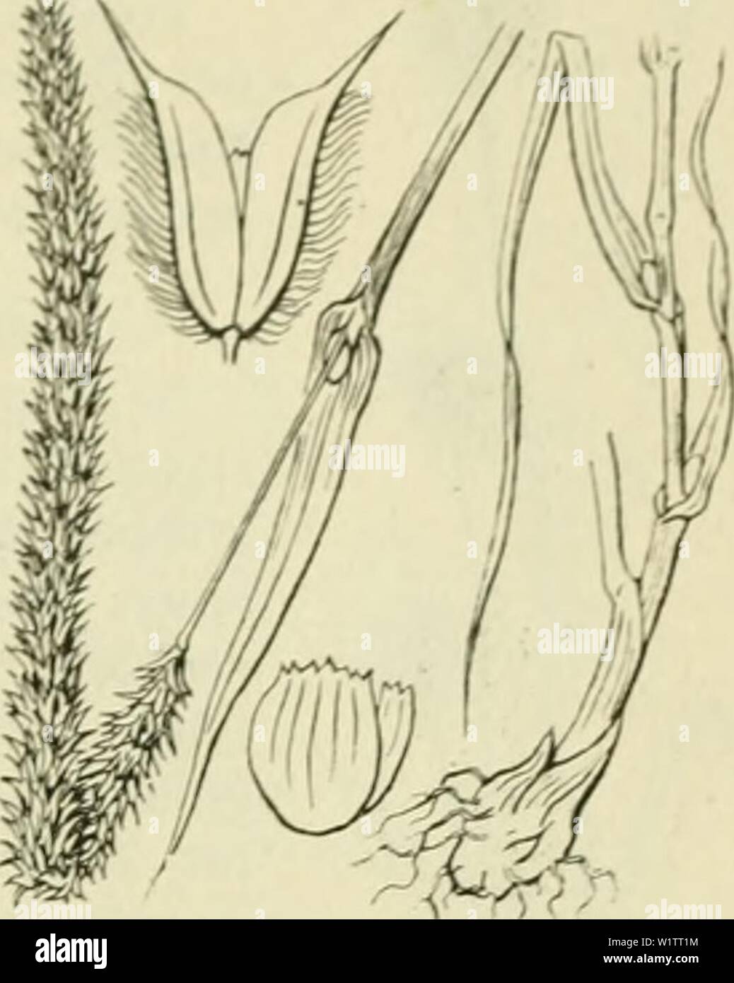 Archive image from page 506 of De flora van Nederland (1909-11) Stock Photo