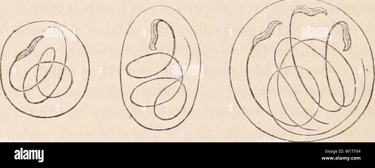 Archive image from page 507 of The cyclopædia of anatomy and. The cyclopædia of anatomy and physiology  cyclopdiaofana0401todd Year: 1847 Spermatozoon of Helix pomatia. in the interior of its developing cell. (After Kolliher.) observations of Kolliker, the head is produced first, being at first of a less regular, un- wieldy shape. The tail is formed subse- quently, attaching itself in spiral windings to the internal surface of the cell wall. On the spermatozoa being sufficiently developed, the vesicle of developement is dissolved, and the spermatozoa get into the cavity of the exter- nal cell Stock Photo