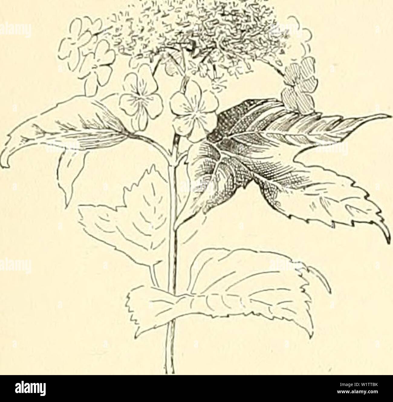 Archive image from page 508 of Cyclopedia of American horticulture, comprising. Cyclopedia of American horticulture, comprising suggestions for cultivation of horticultural plants, descriptions of the species of fruits, vegetables, flowers, and ornamental plants sold in the United States and Canada, together with geographical and biographical sketches  cyclopediaofamer04bail4 Year: 1900 VIBURNUM VICIA 1927 glabrous, 2-5 in. long: fls. yellowish white: cymes long- peduncled, terminal, lK-3 in. broad: fr. almost black, ovoid. May, .June. New Brunswick to Minn., south to N. C. Em. 2:414. —It grow Stock Photo