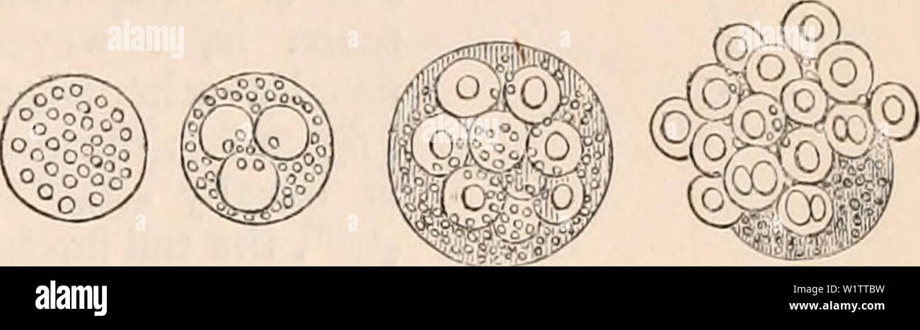 Archive image from page 508 of The cyclopædia of anatomy and. The cyclopædia of anatomy and physiology  cyclopdiaofana0401todd Year: 1847 Spermatozoa of Helix po- A group of Spermatozoa matia at their extrusion of Helix pomatia, from the mother cell. partially protruded from the mother cell. As soon as the heads of the spermatozoa have projected, the remainder of the mother cell lengthens itself, and becomes a delicate cylindrical envelope. These remains still ad- here to the spermatozoa when completely ex- tended, exhibiting the appearance of a couple of larger or smaller knobs on the tail: t Stock Photo