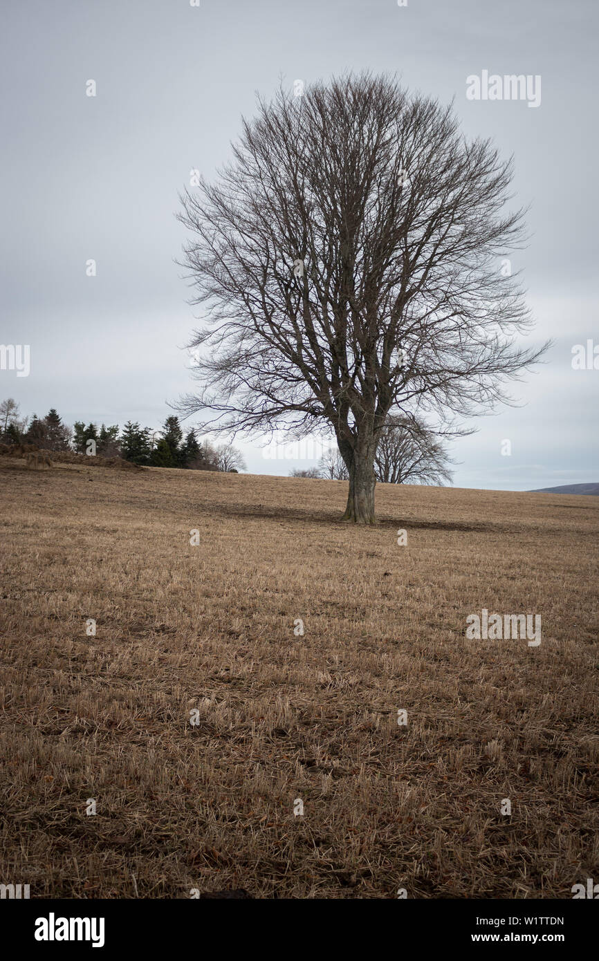 Lone tree in a field by Kildrummy Castle, Aberdeenshire, Scotland, UK. Stock Photo