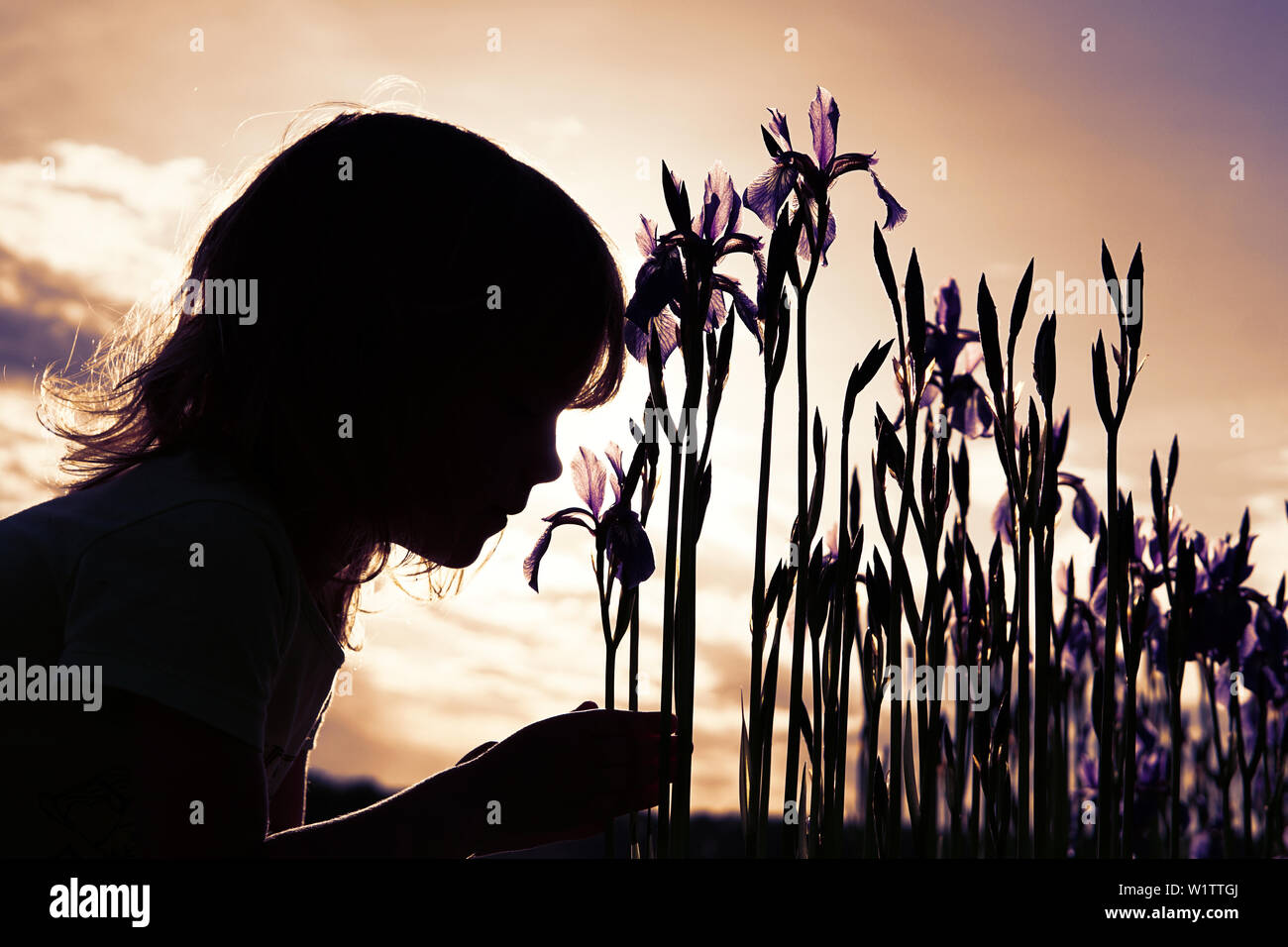 A little girl sniffs purple iris flowers. Beautiful sunset sky. Stock Photo