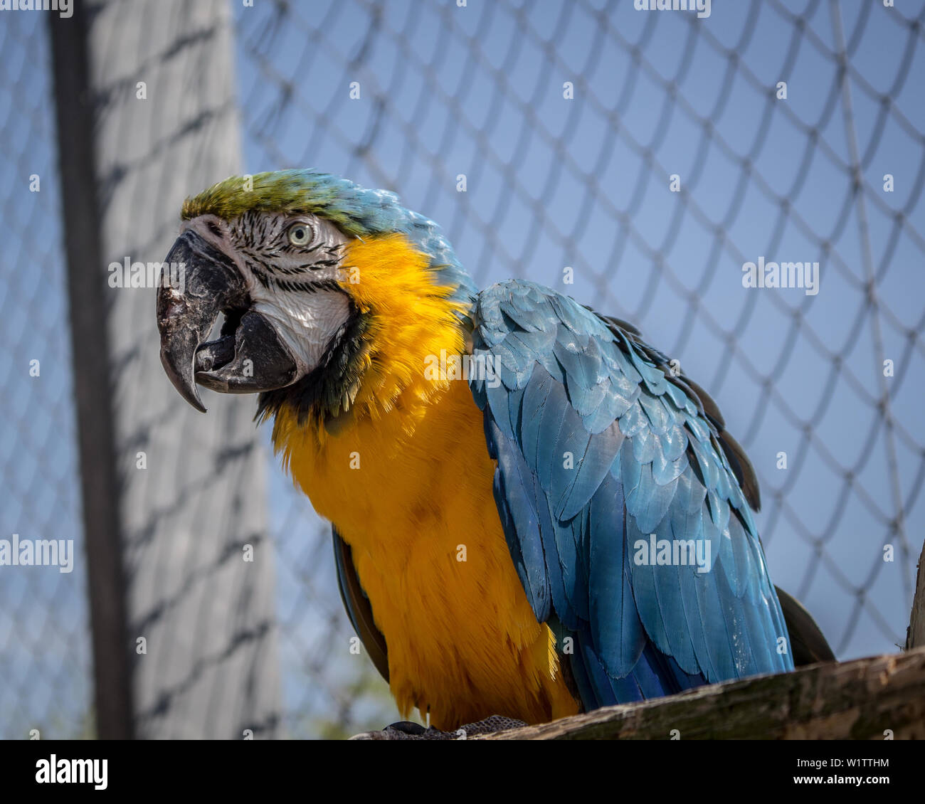 Macaw Parrot at a zoo Stock Photo