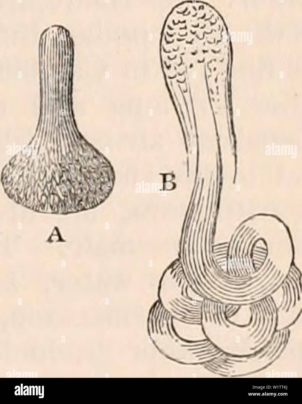 Archive image from page 510 of The cyclopædia of anatomy and. The cyclopædia of anatomy and physiology  cyclopdiaofana0401todd Year: 1847 Spermatozoa partially expelled from the vesicles of developement of Nepa cinerea. The bundles in many cases disperse as soon as the mother cells are destroyed. But it still more frequently occurs that these bundles survive the existence of the cyst, the remainder of which then covers for some time to come (as in the singing birds, &c.) the anterior end of the bundle in a cap-like form. (Instances — Coleoptera, Neu- roptera, &c.) In this part, which is ge- ne Stock Photo