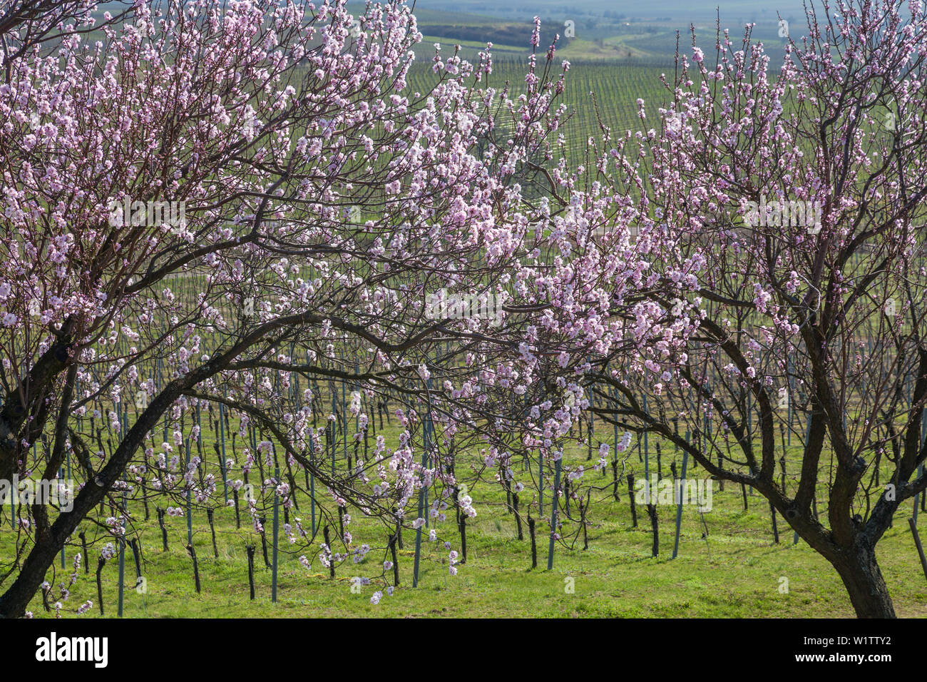 Almond blossom in the Palatinate Forest, Herxheim am Berg, German Wine Route, Palatinate, Rhineland-Palatinate, Germany, Europe Stock Photo