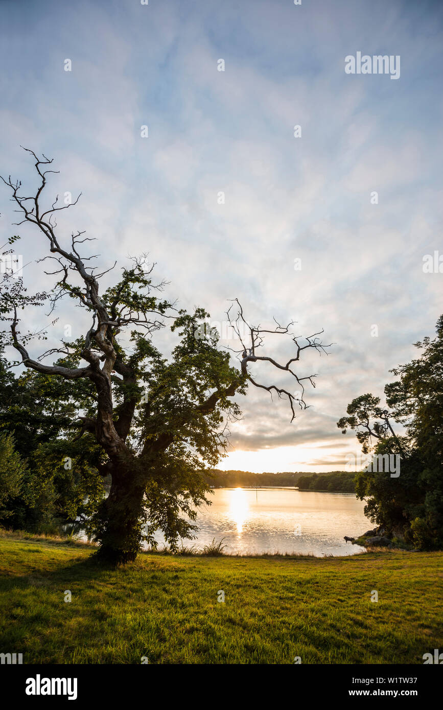 Old chestnut (Castanea sativa), sunset, fjord near Lorient, Brittany, France Stock Photo