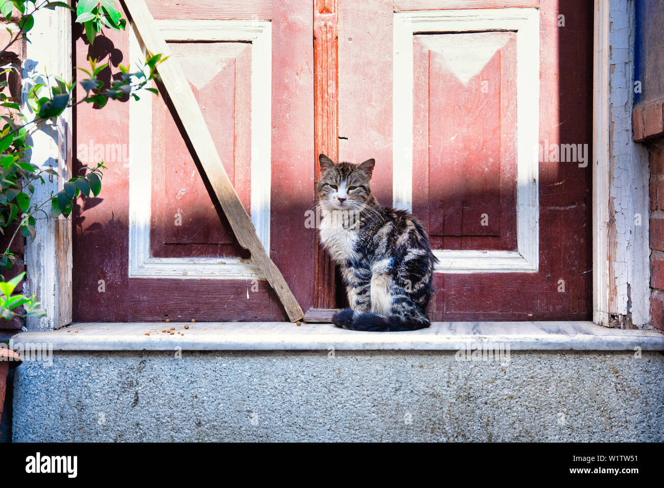 Cat Red Door Stock Photos Cat Red Door Stock Images Alamy