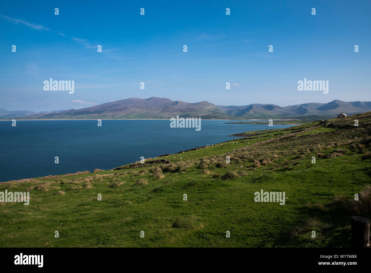 Bay of Fahamore with green fields, sheep pastures and views of the Dingle Peninsula seen from while walking the Dingle Way, Ballydavid North, Brandon, Stock Photo