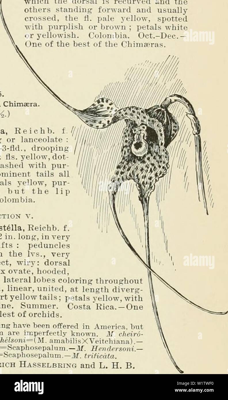 Archive image from page 516 of Cyclopedia of American horticulture, comprising. Cyclopedia of American horticulture, comprising suggestions for cultivation of horticultural plants, descriptions of the species of fruits, vegetables, flowers, and ornamental plants sold in the United States and Canada, together with geographical and biographical sketches  cyclopediaofam02bail Year: 1900 MASDEVALLIA MASSACHUSETTS 991 B AI b 40 L II o3- 3o Eeichenbacluana Endres Densely cespitose Its oU u e late 1 oitei thin the several fl 1 pe 1 mclet, fl er larl re 1 on the o it ide yell wish with re I reii s. oi Stock Photo