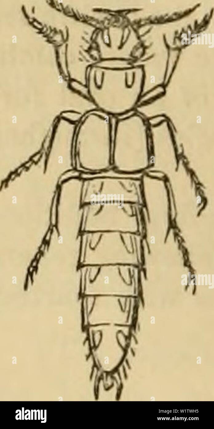 Archive image from page 517 of Cuvier's animal kingdom  arranged. Cuvier's animal kingdom : arranged according to its organization  cuviersanimalkin00cuvi Year: 1840 503 INSECTA. THE SECOND FAMILY OF THE COLEOPTERA PENTAMERA,— Brachelvtra, Cut?. {Microptera, Grav.),— Have only one palpus to each maxilla, or four in all, [two maxillary ; the outer lobe of the maxillae not being palpiform, as in the foregoing tribes, and two labial] ; the antennae, either of equal thickness throughout, or a little thickened at the tip, are generally composed of oval or lenticular joints ; the elytra are very muc Stock Photo