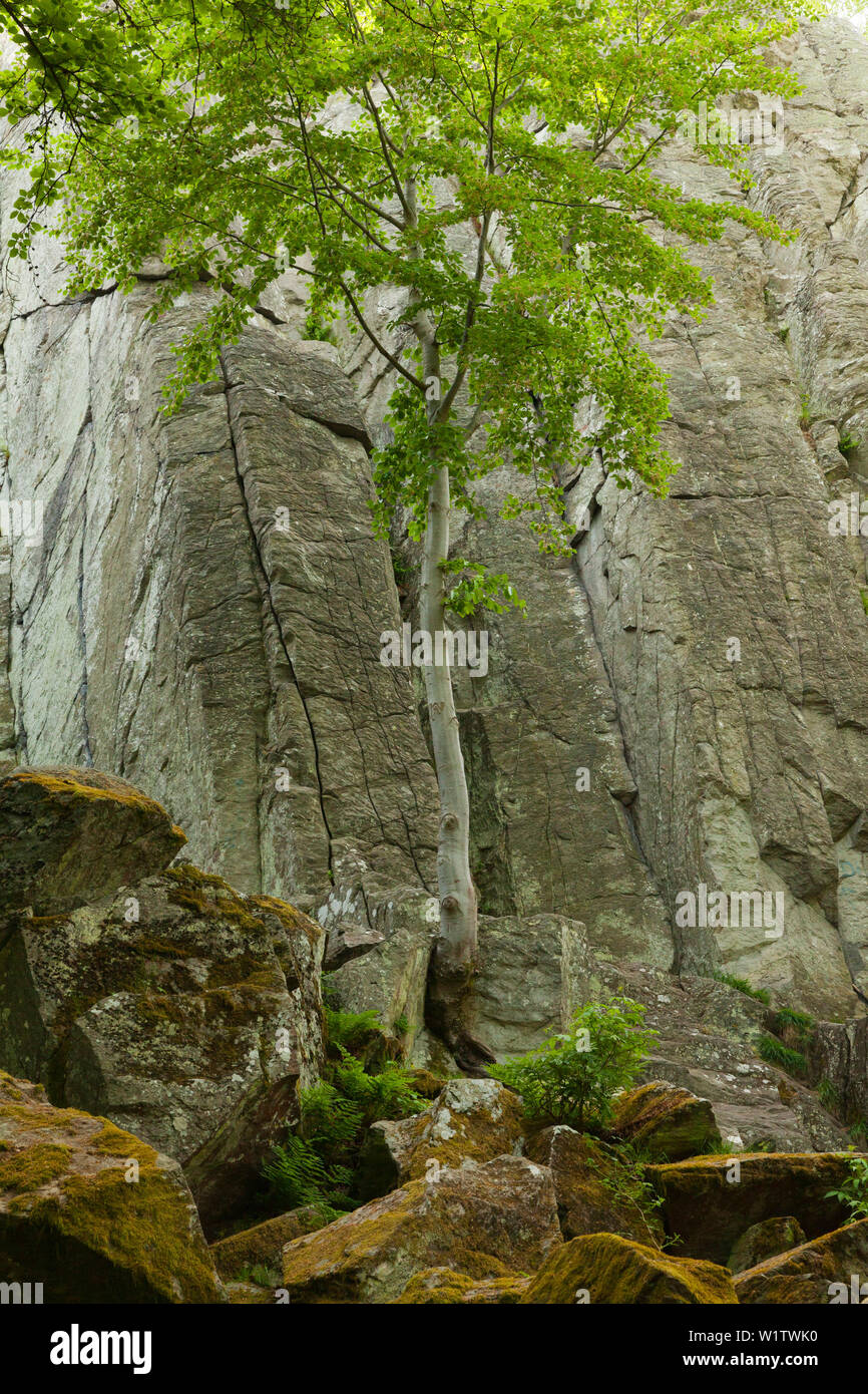 Basaltic Rock Formation Steinwand Near Poppenhausen Rhoen Hesse Germany Stock Photo 259317156 Alamy
