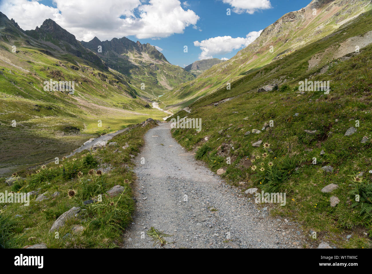 Valley Ochsental, footpath, Lake Silvrettasee, spiniest thistle, Bludenz, Vorarlberg, Austria, Europe Stock Photo