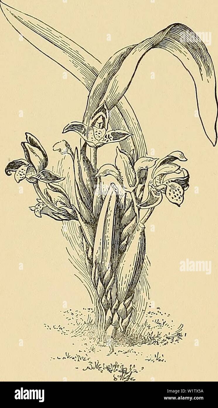 Archive image from page 521 of Cyclopedia of American horticulture, comprising Stock Photo