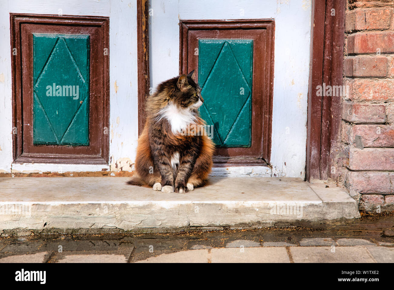 Cat Red Door Stock Photos Cat Red Door Stock Images Alamy