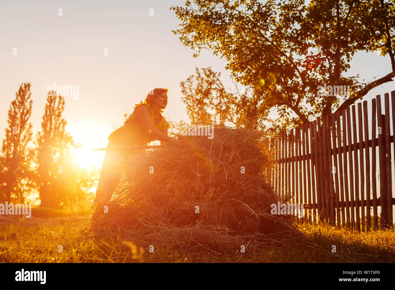 Farmer woman gathers hay with pitchfork at sunset in countryside ...