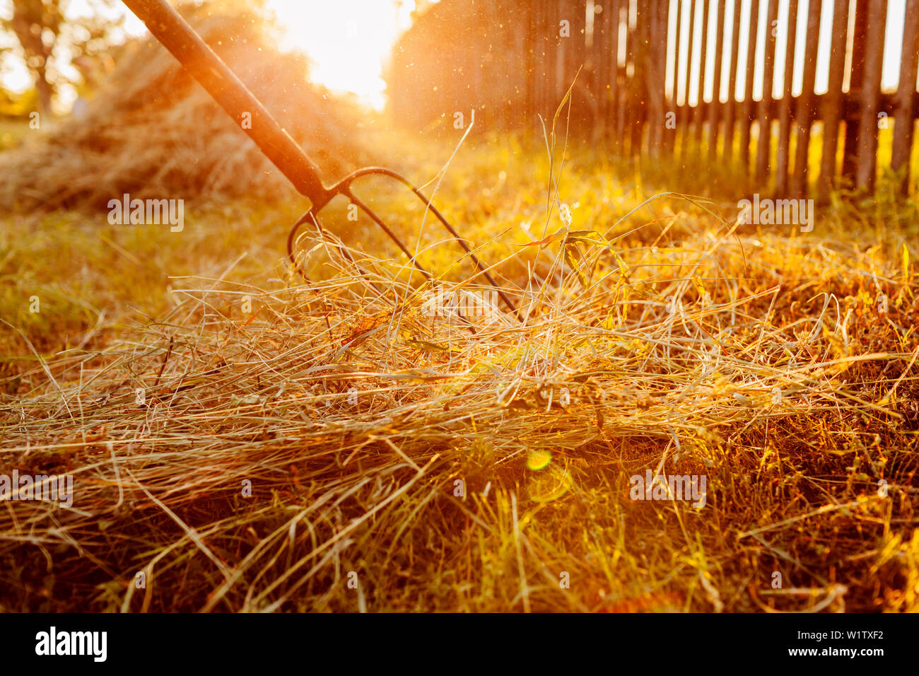 Farmer gathers hay with pitchfork at sunset in countryside. Agriculture and farming concept. Summer harvest Stock Photo