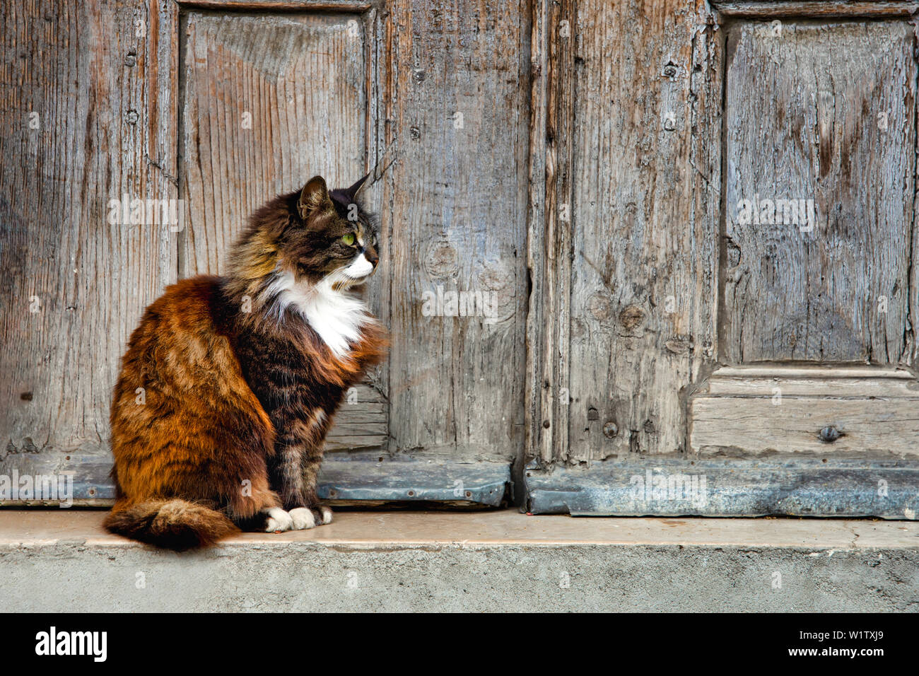 Cat Red Door Stock Photos Cat Red Door Stock Images Alamy