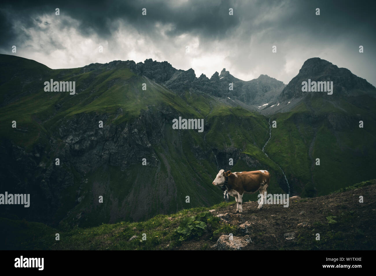 cow in the mountains, E5, Alpenüberquerung, 1st stage Oberstdorf Sperrbachtobel to Kemptnerhütte, Allgäu, Bavaria, Alps, Germany Stock Photo