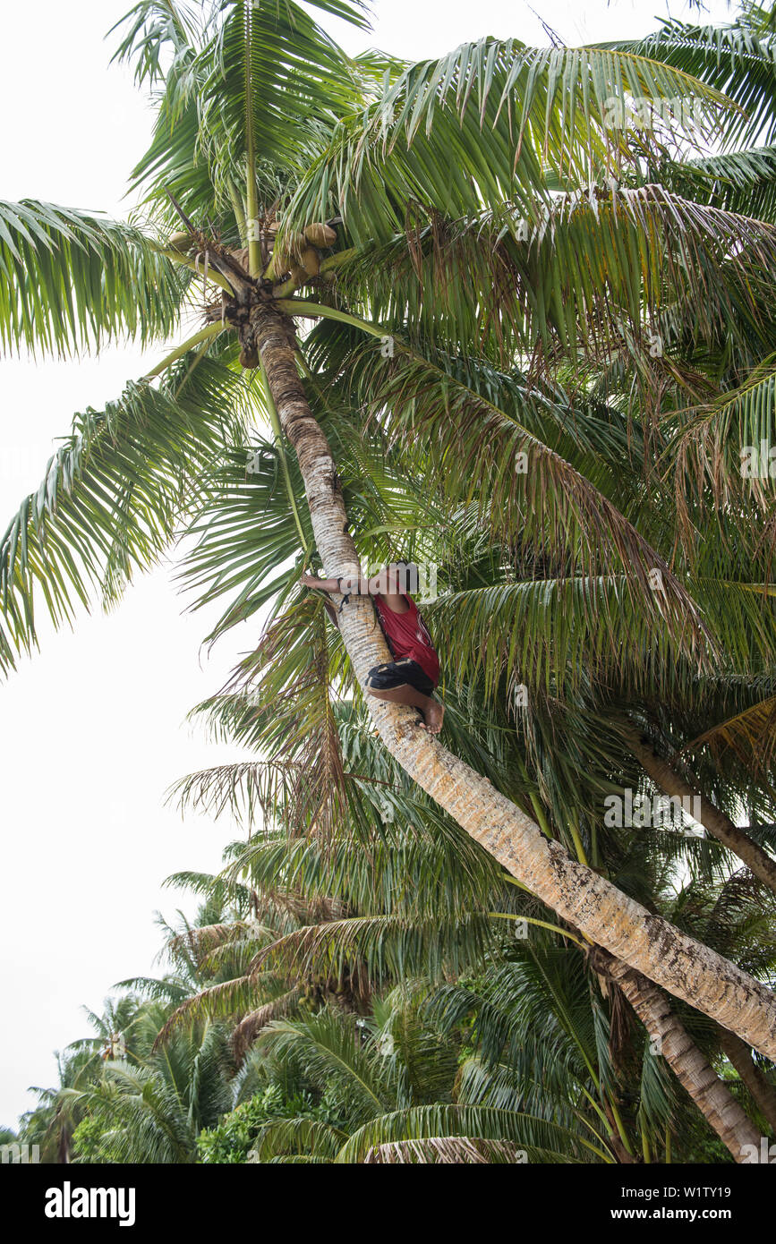 A teenage boy shimmies up the trunk of a palm tree to harvest coconuts, Lamotrek Island, Yap, Federated States of Micronesia, South Pacific Stock Photo