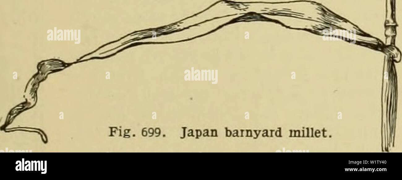 Egyptian millet hires stock photography and images Alamy