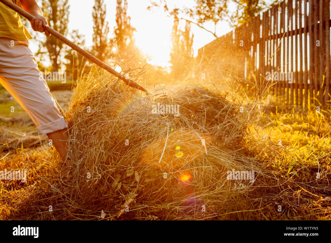Farmer woman gathers hay with pitchfork at sunset in countryside ...